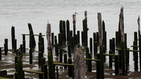 Old Piers on the Columbia