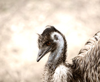 Emu at Fossil Rim